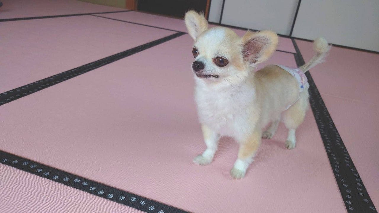 มาพักผ่อนกับน้องหมาสุดรักกันเถอะ♪