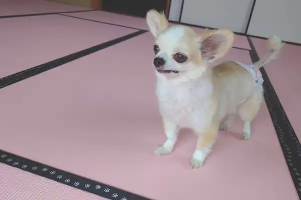 มาพักผ่อนกับน้องหมาสุดรักกันเถอะ♪