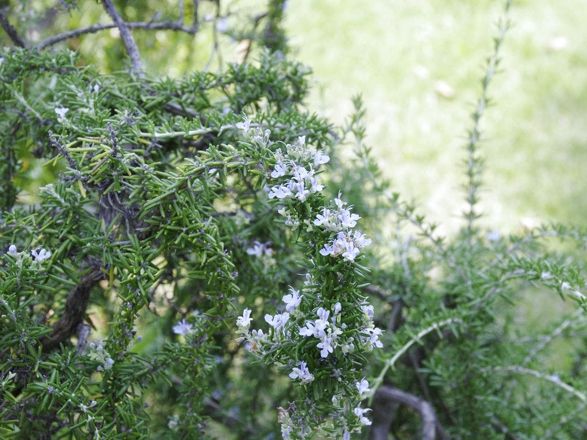 *【ในพื้นที่】สวน