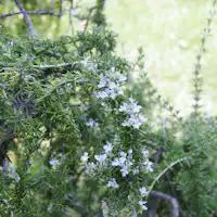 *【ในพื้นที่】สวน