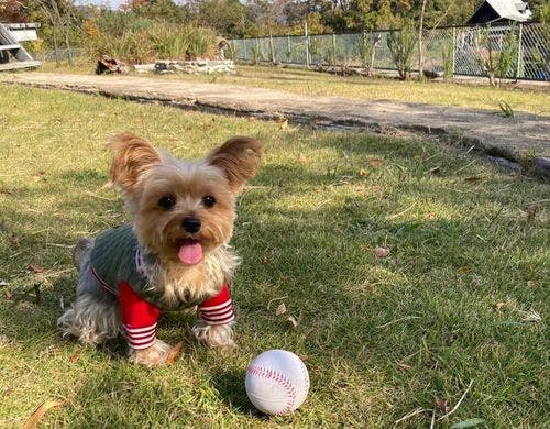 *【オプション】