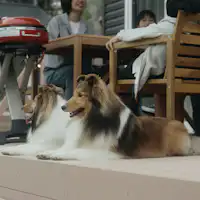 โรงแรมที่เป็นมิตรกับสุนัข