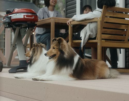 わんこに優しいホテル