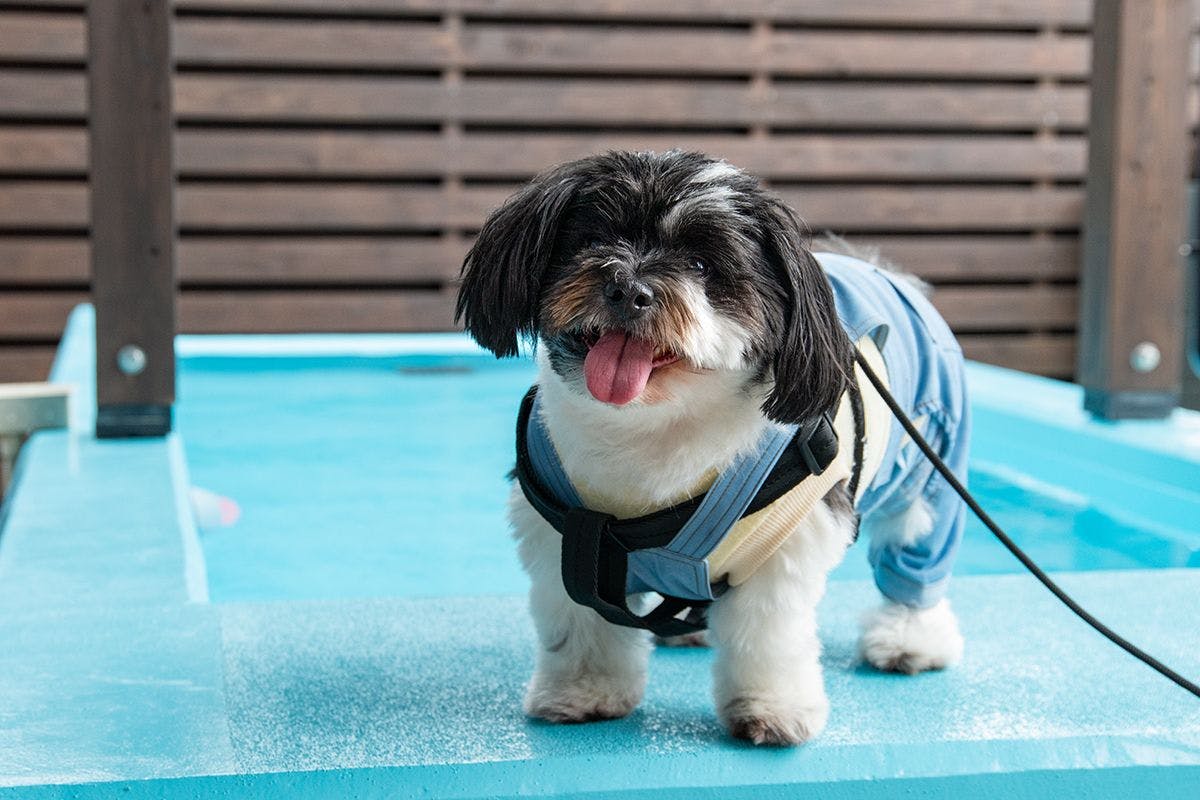 Dog Villa SAMPO