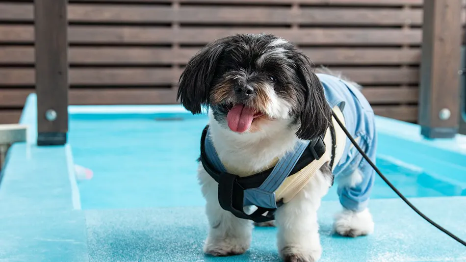 Dog Villa SAMPO