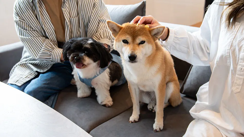 Dog Villa SAMPO