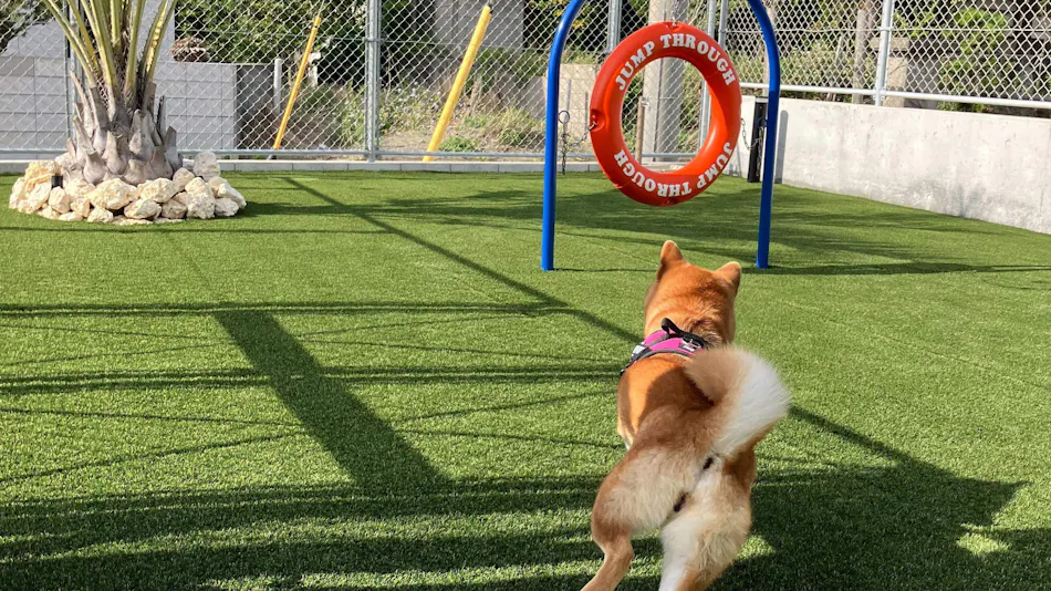 Dog Villa SAMPO