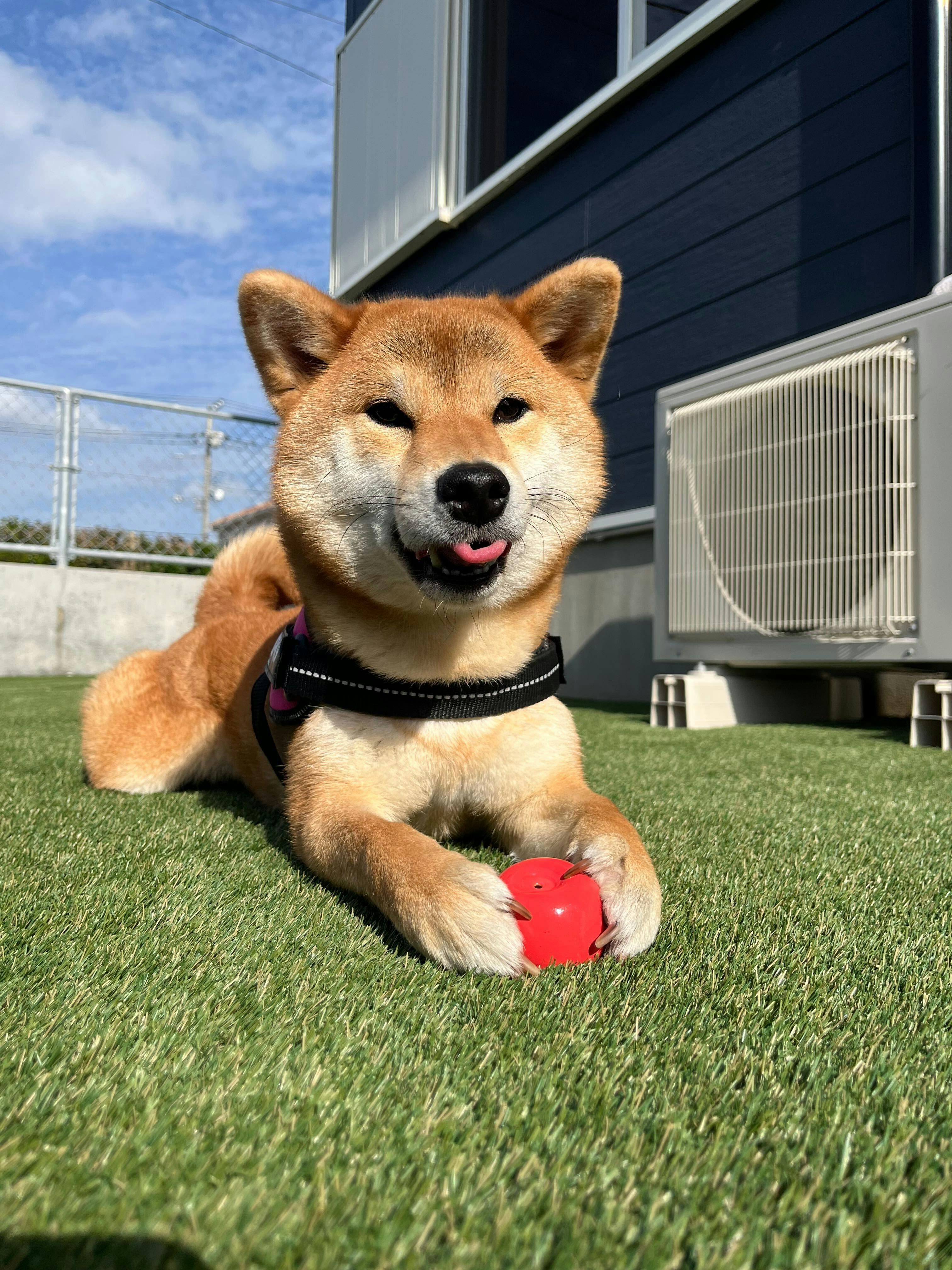 Dog Villa SAMPO