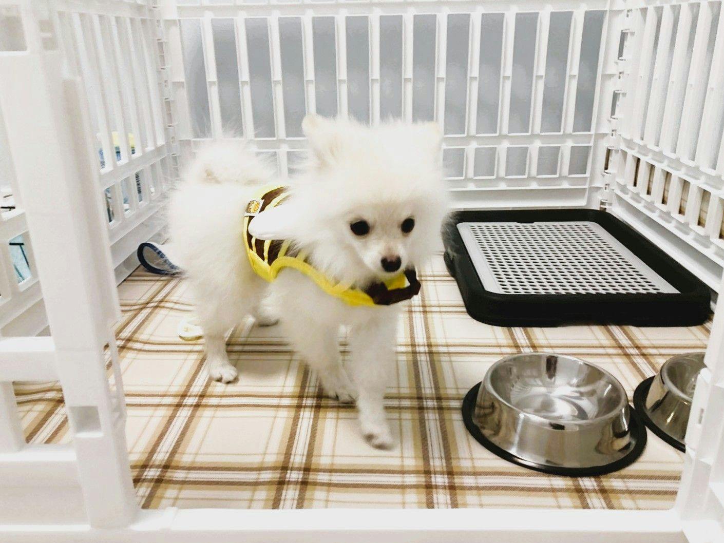 Pet-Friendly Accommodation in Osaka