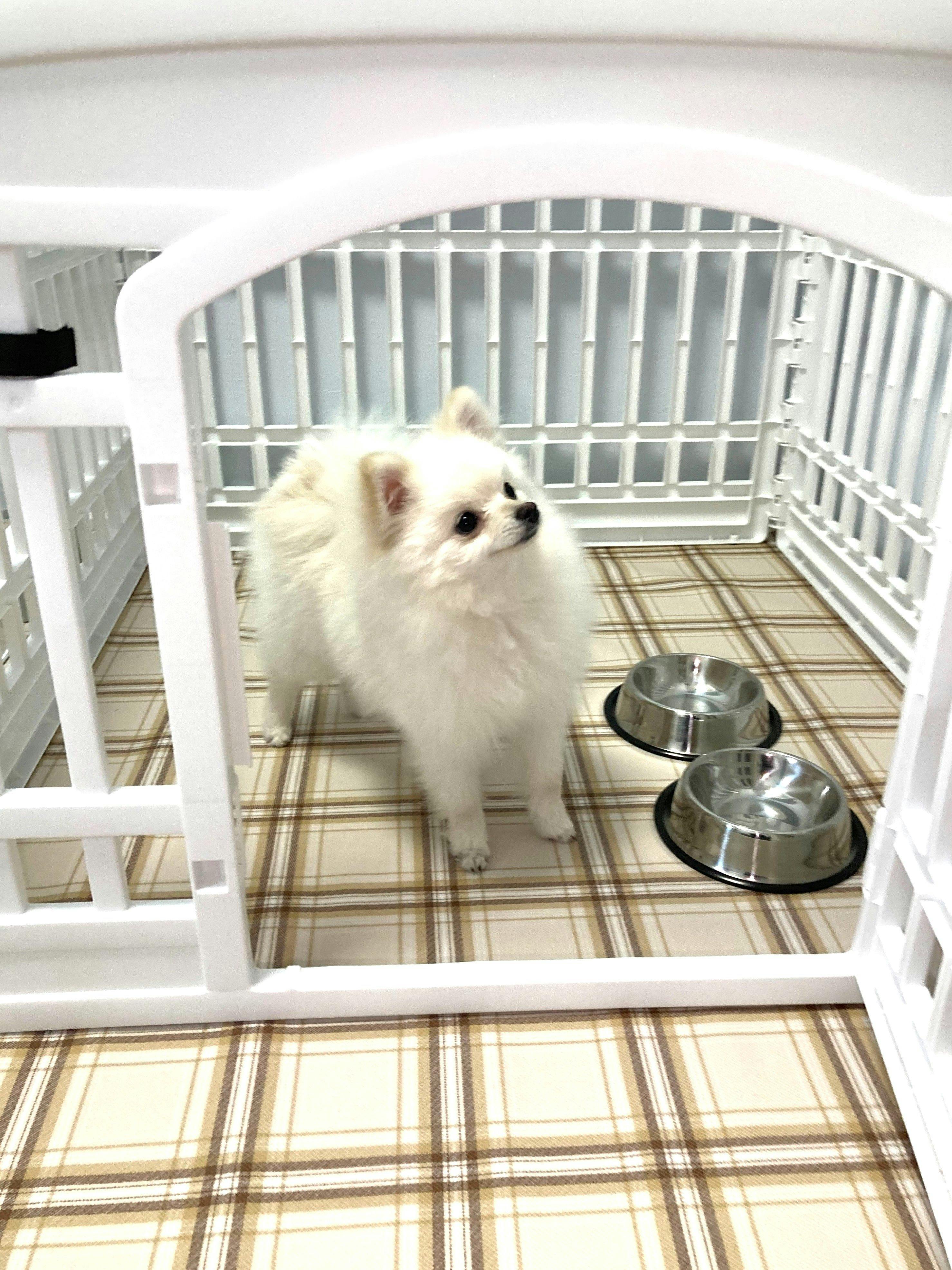 Pet-Friendly Accommodation in Osaka