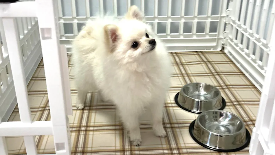 Pet-Friendly Accommodation in Osaka