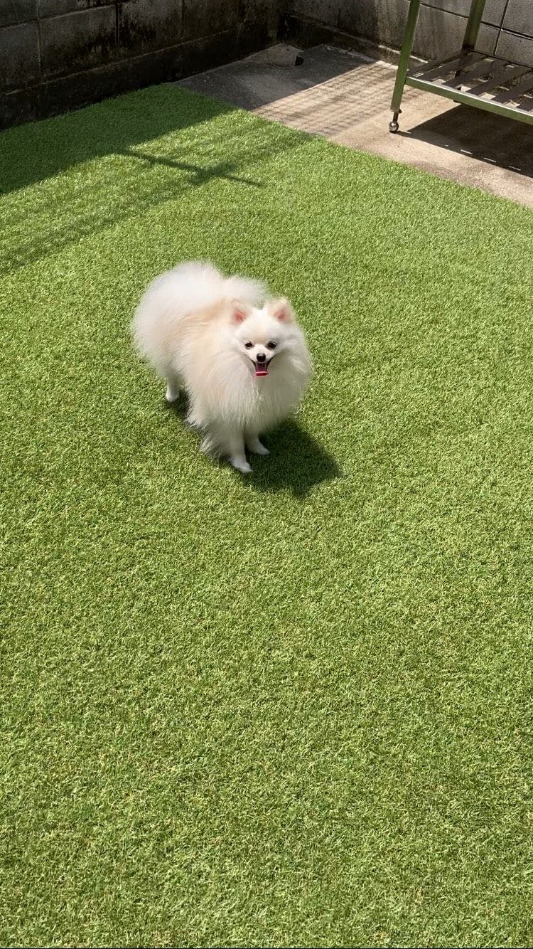 Pet-Friendly Accommodation in Osaka