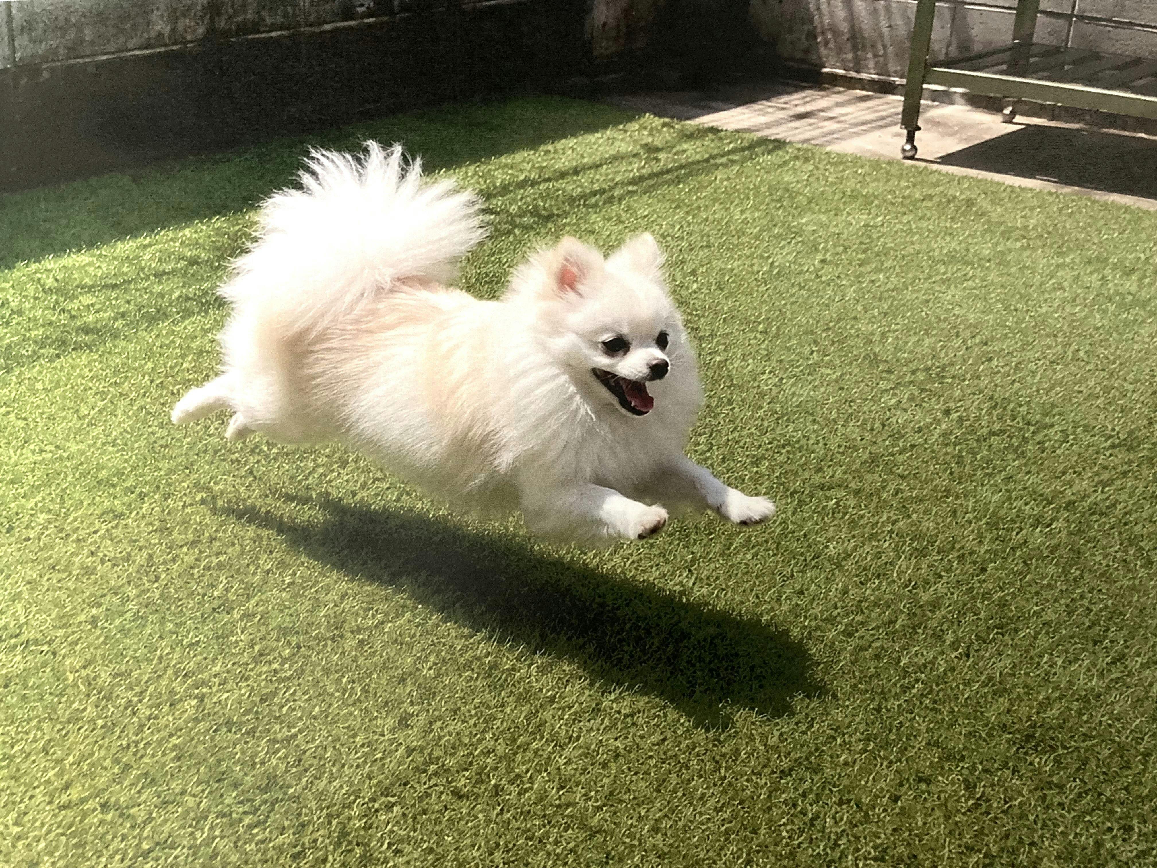 Pet-Friendly Accommodation in Osaka
