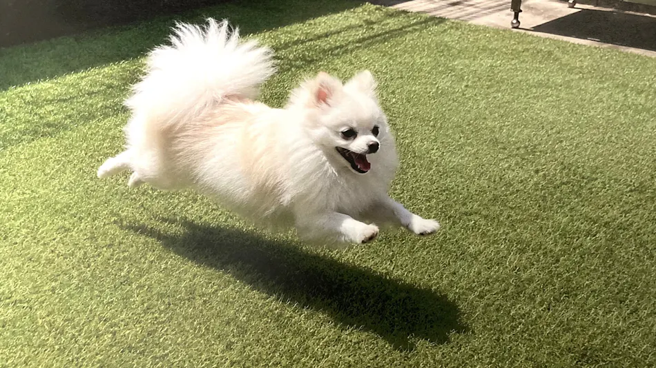 Pet-Friendly Accommodation in Osaka