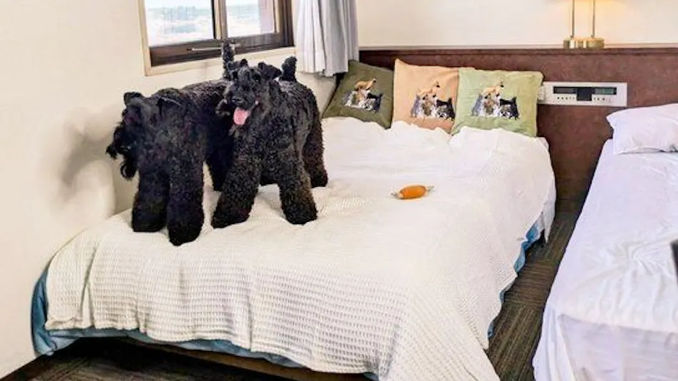 HOTEL Dane & Kerry Dog Resort