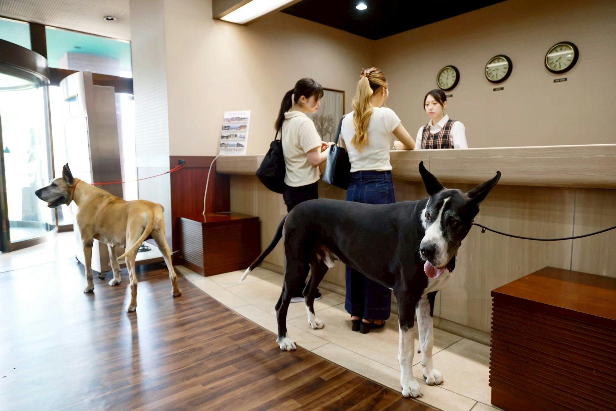 HOTEL Dane & Kerry Dog Resort