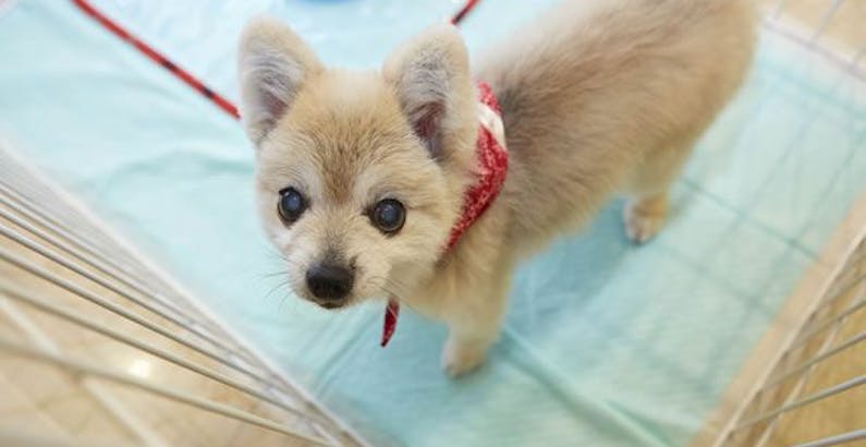 ルームサービス朝食つき ペットと一緒のご宿泊に ペットフレンドリーステイプラン ホテル椿山荘東京 一休 Com