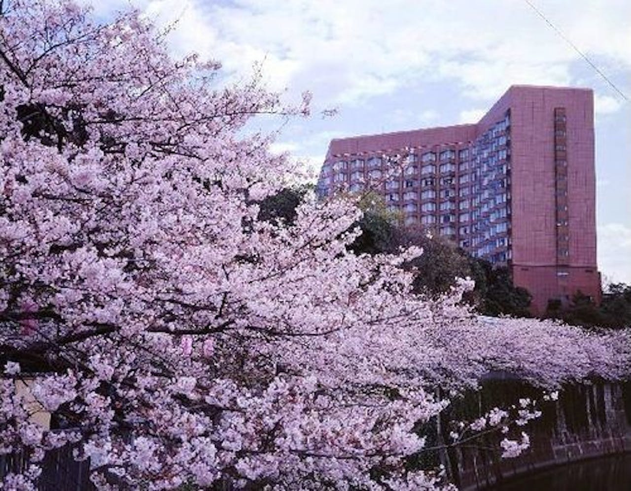 桜開花時の外観