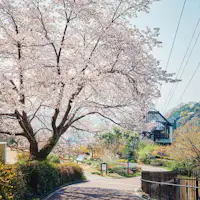 สวนสมุนไพรนูโนบิกิ โกเบ ~ฤดูใบไม้ผลิ~