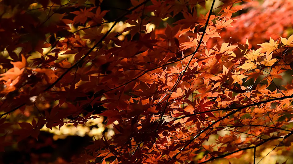 Tenryukyo Onsen Hidden Inn in the Valley Kyosen