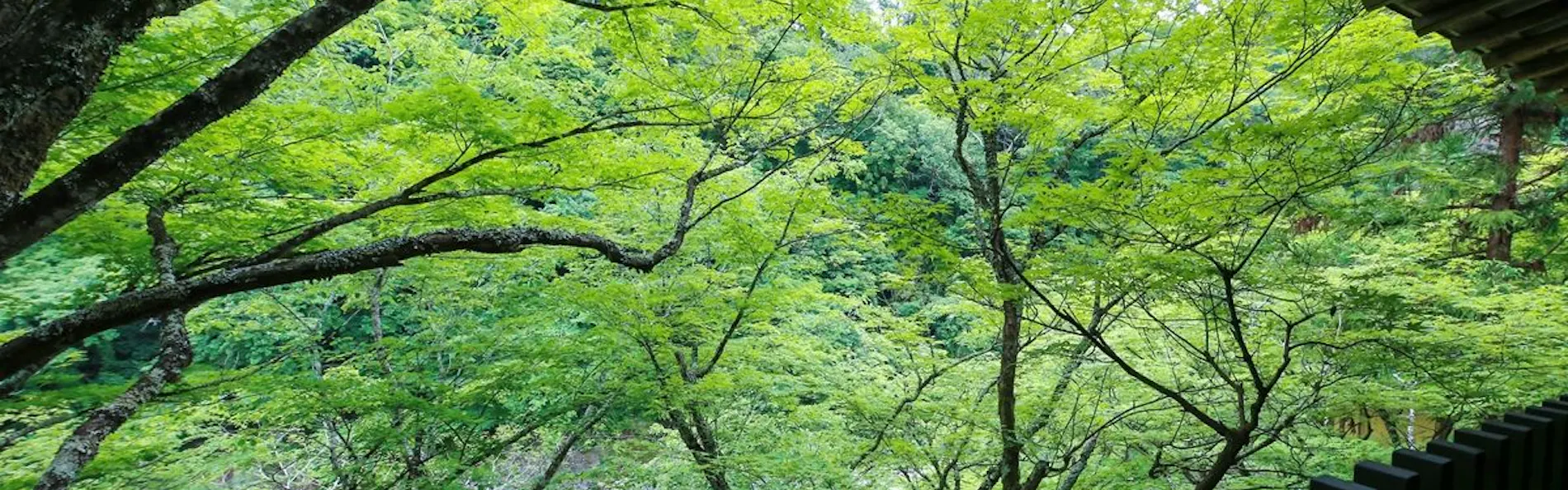 天龍峡温泉 渓谷に佇む隠れ宿 峡泉