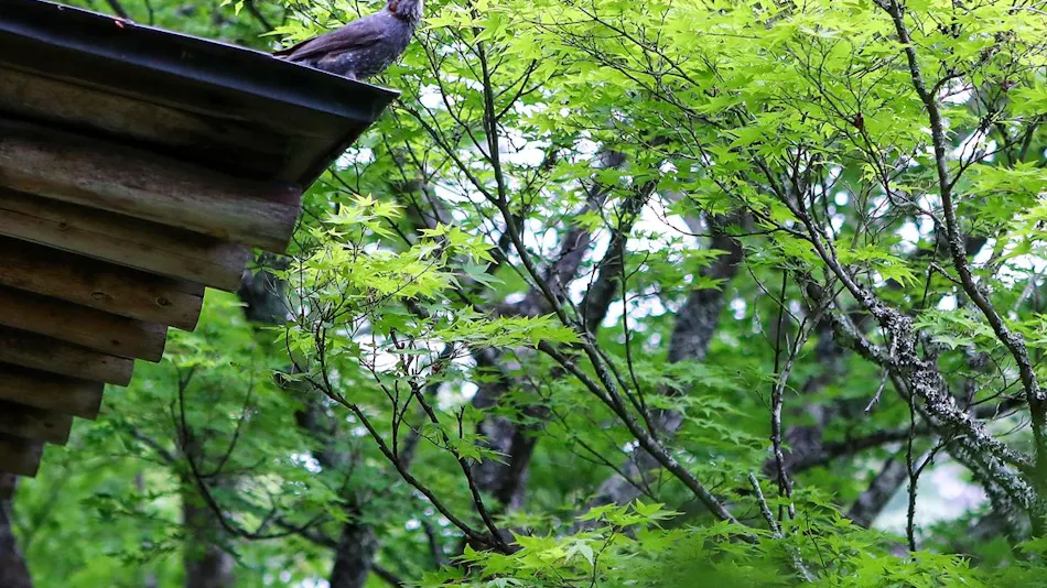 Tenryukyo Onsen Hidden Inn in the Valley Kyosen