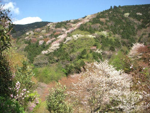 Salah satu keseronokan musim bunga: melihat bunga plum, melihat bunga sakura.