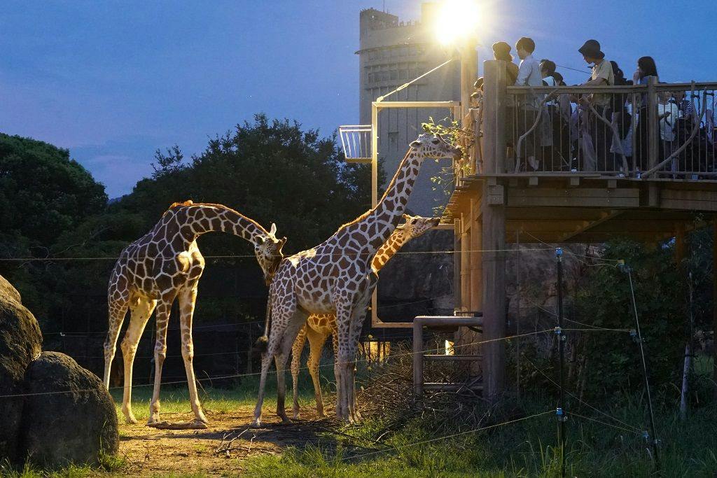 【รวมบัตรเข้าชม Nonhoi Park Night ZOO・ที่จอดรถฟรี】แผนเที่ยวสวนสัตว์ยามค่ำคืนแบบเต็มอิ่ม/ไม่รวมอาหาร