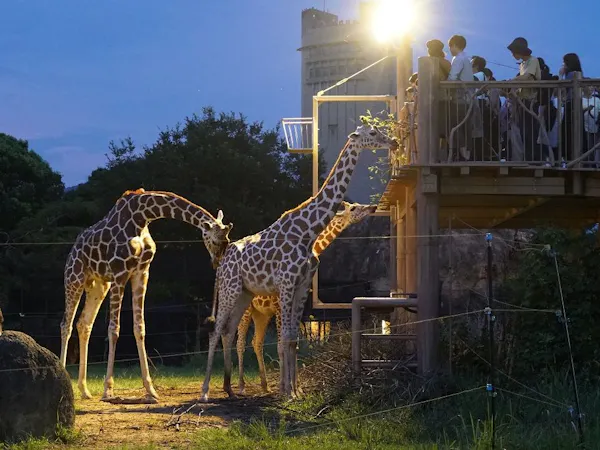 【รวมบัตรเข้าชม Nonhoi Park Night ZOO・ที่จอดรถฟรี】แผนเที่ยวสวนสัตว์ยามค่ำคืนแบบเต็มอิ่ม/ไม่รวมอาหาร