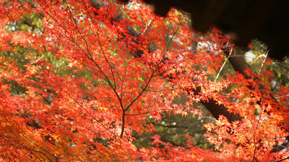 Grand Prince Hotel Takanawa