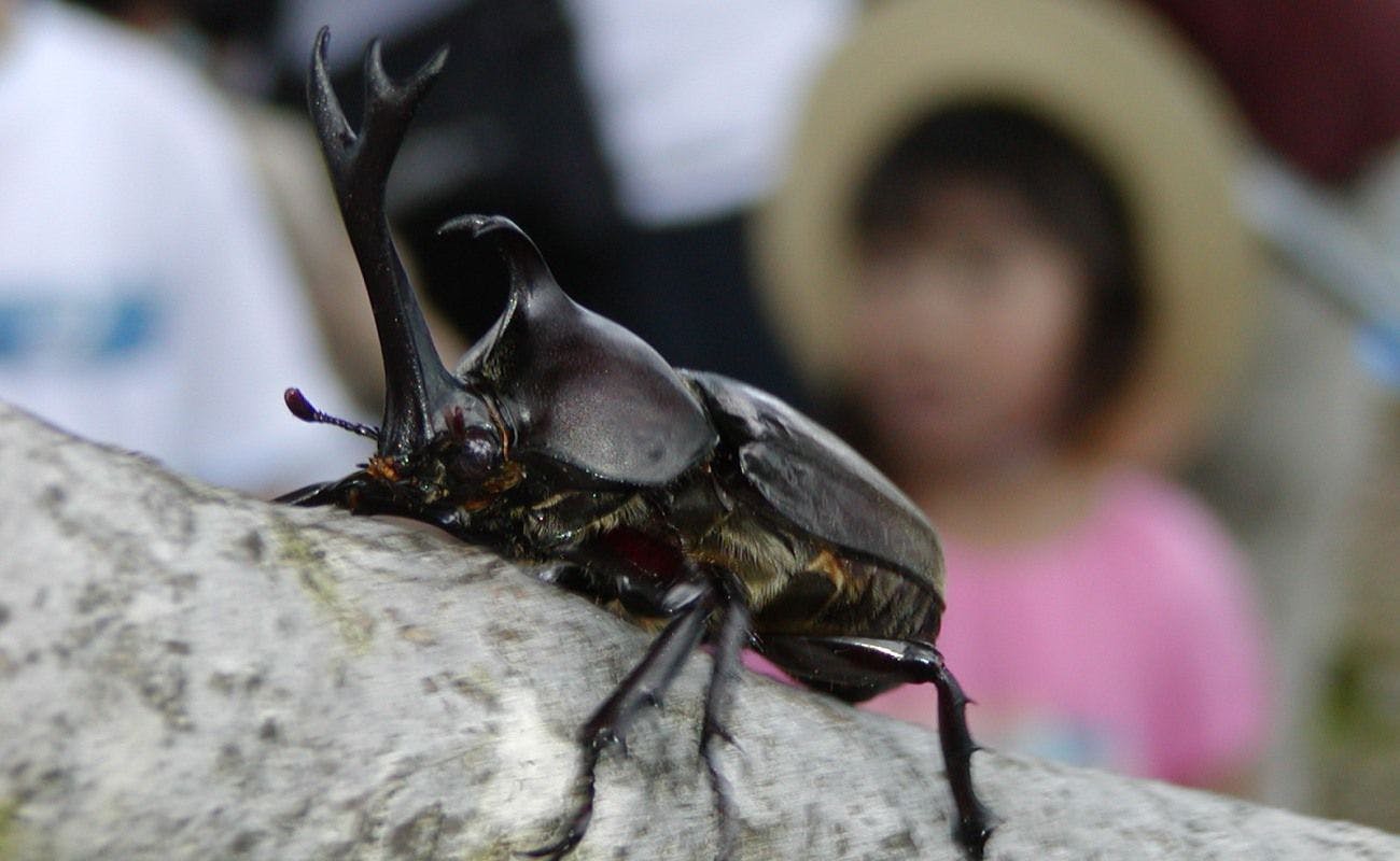 かぶとむし自然観察園
