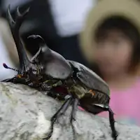 かぶとむし自然観察園