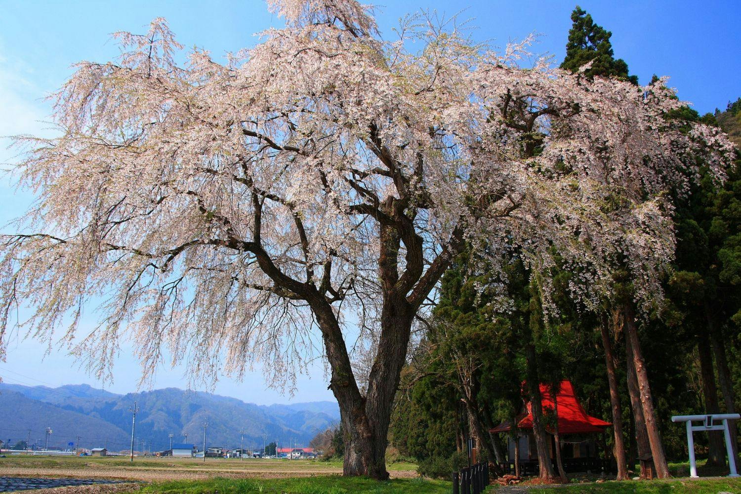 【おしら様の枝垂れ桜】