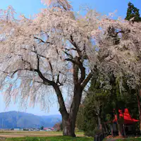 【おしら様の枝垂れ桜】