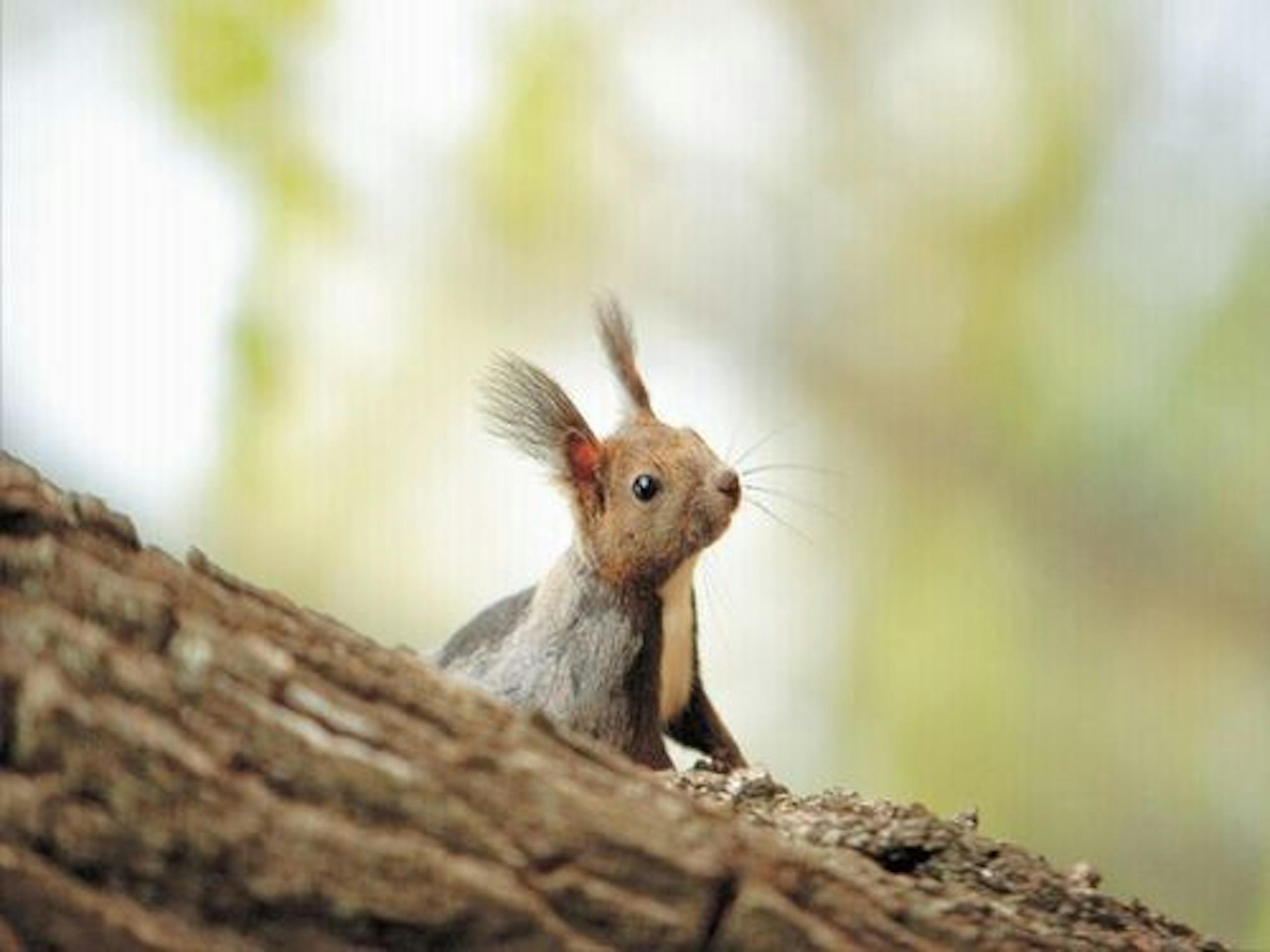 森のスパリゾート 北海道ホテル