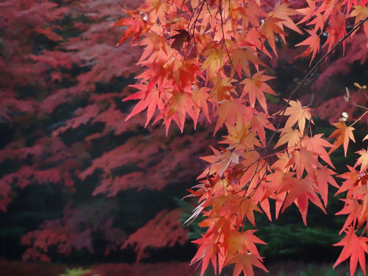 บ่อน้ำคุโมบะ