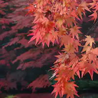 บ่อน้ำคุโมบะ