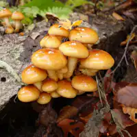 きのこ狩り