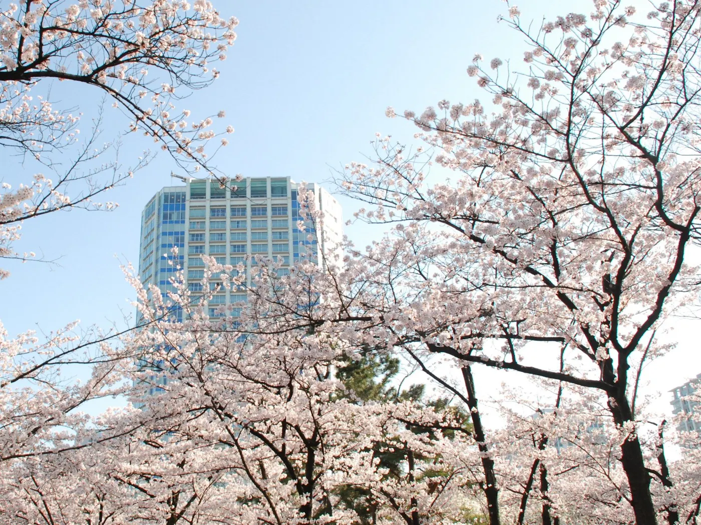 ザ・プリンス パークタワー東京:芝公園の桜