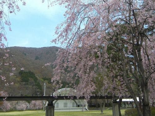 鬼怒川公園の桜