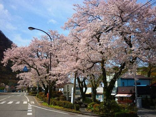 鬼怒川公園駅の桜