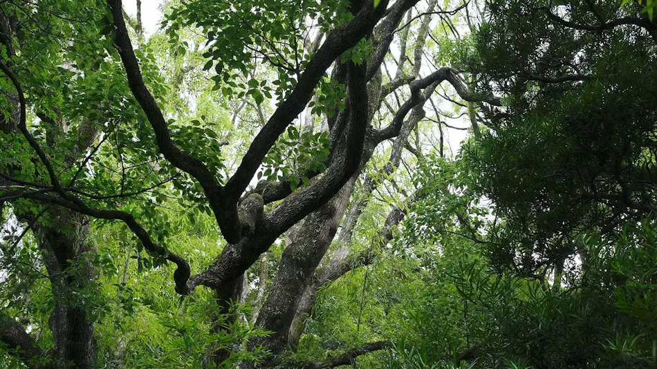 Sanpeiso