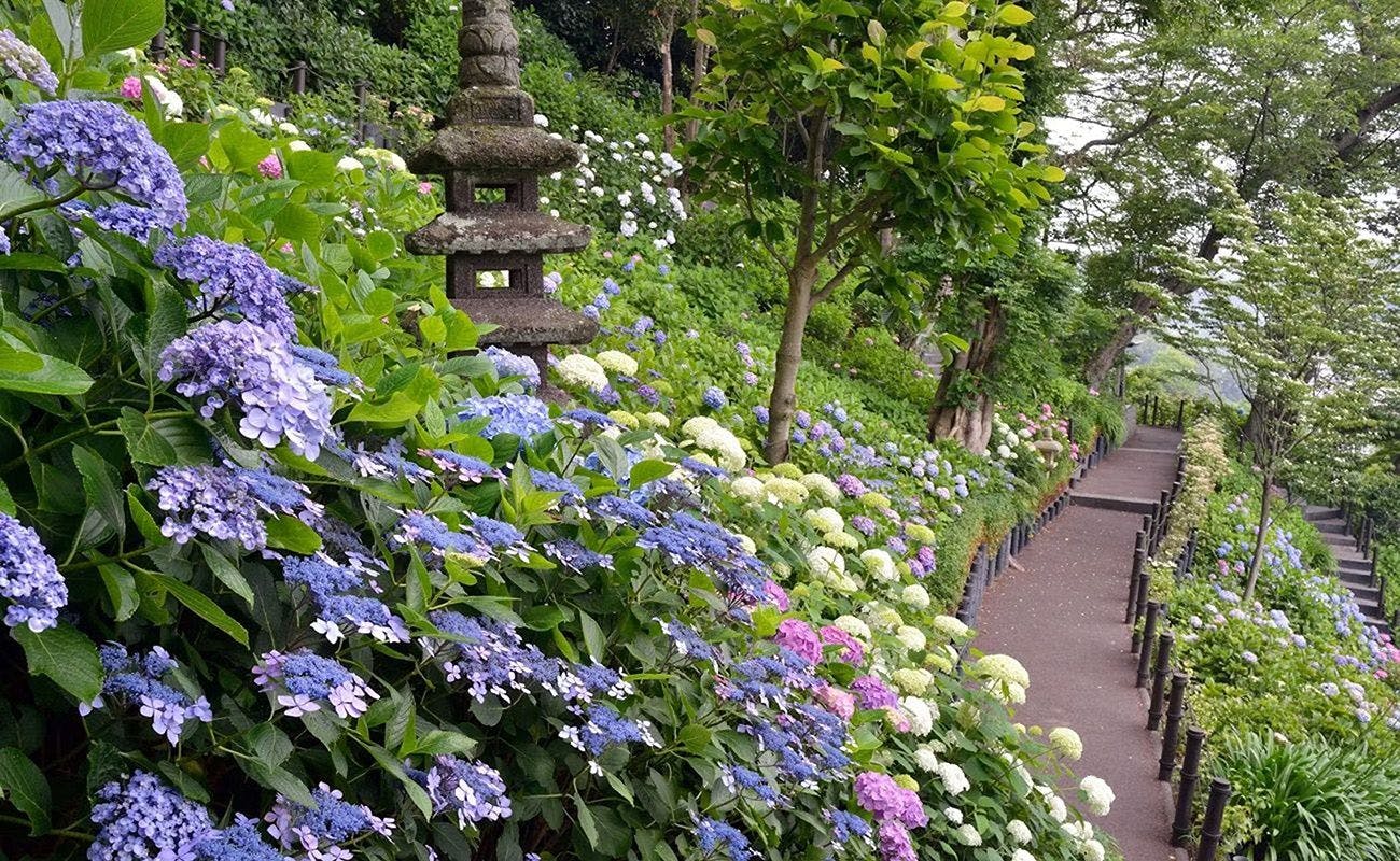 長谷寺のあじさい路