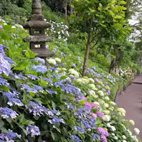 長谷寺のあじさい路