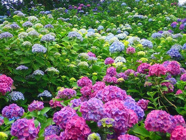 淘心庵　米屋（共立リゾート）