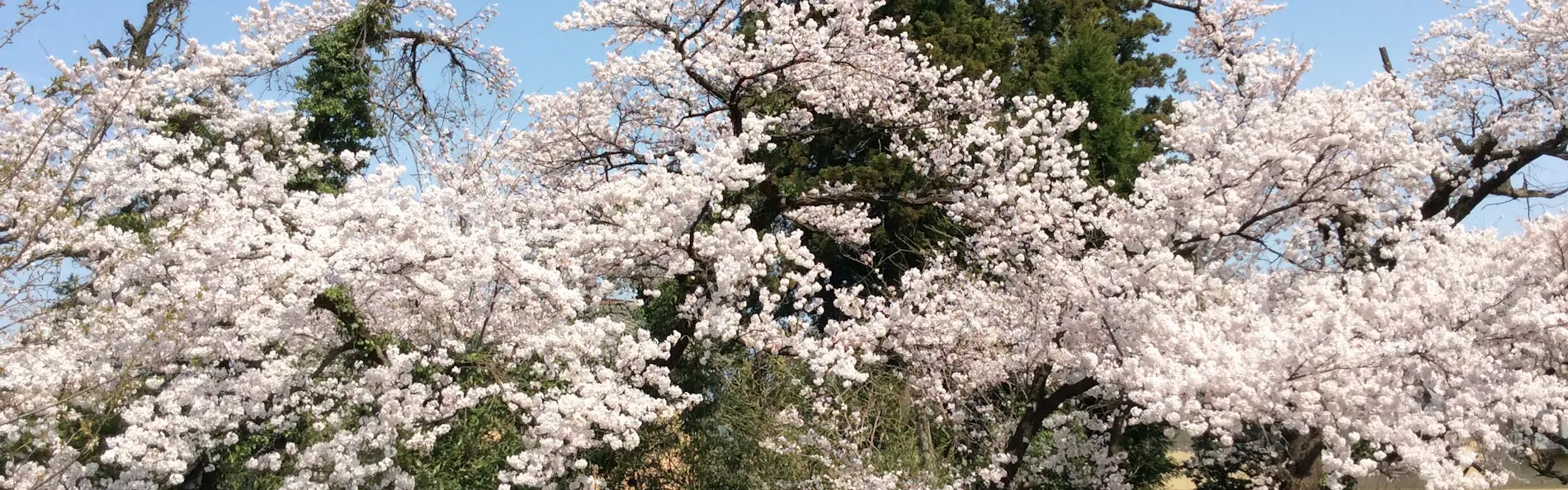 割烹の宿 いま井 五十嵐邸 結