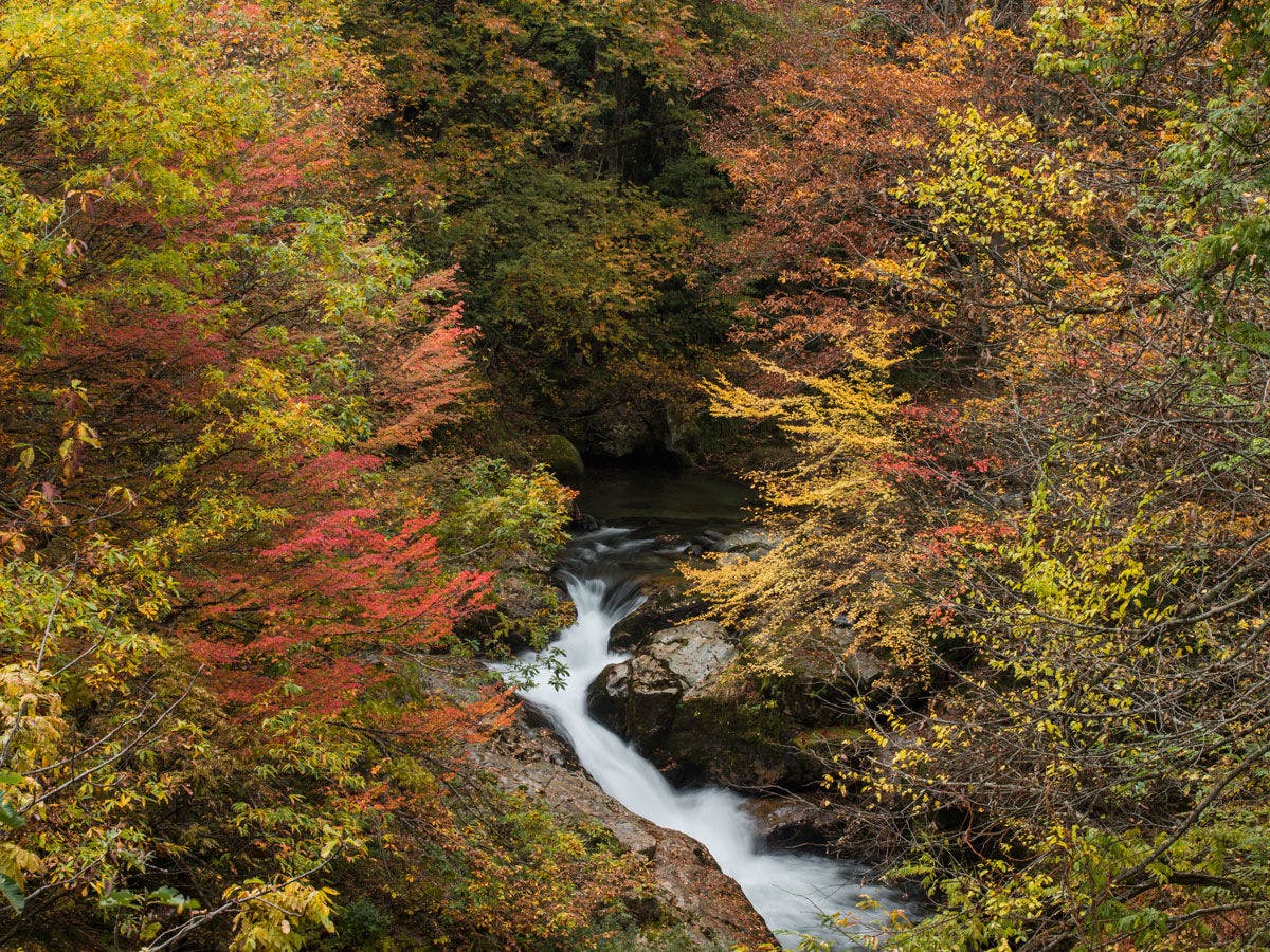 【心を満たす紅葉の旅】