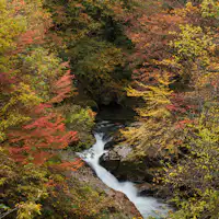 【心を満たす紅葉の旅】