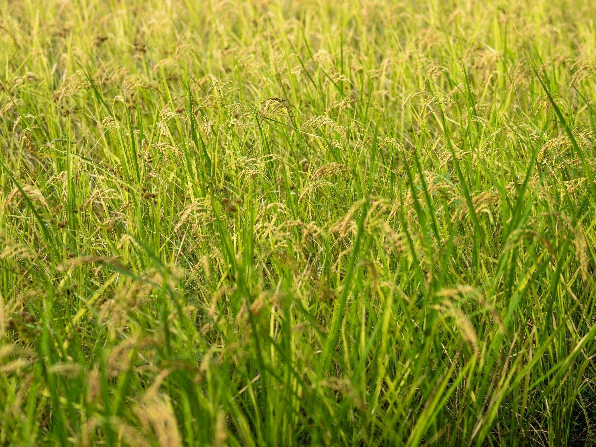 風味吟撰の宿　厨八十八