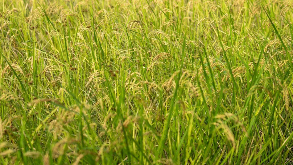 Kuriya Yasohachi